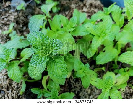 Top View Of Peppermint Tree Plant.this Is Harb And Raw Material For Thai Food.