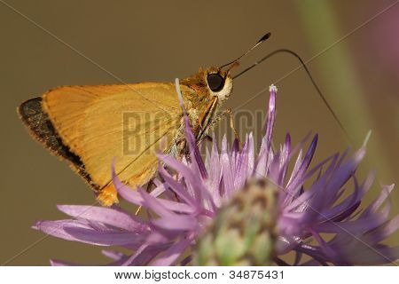 Nejmenší Skipper opylování strakaté Knapweed