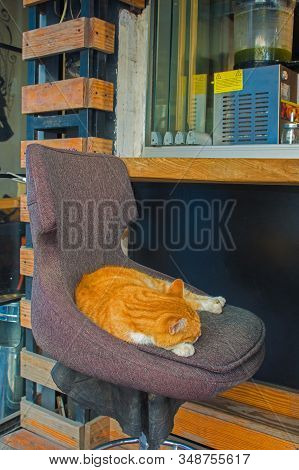 Kadikoy Street Cat 2