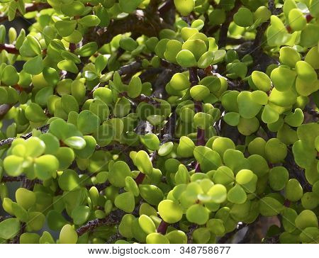 Portulacaria Afra Or Spekboom, Elephant Bush, Porkbush Is A Small-leaved Succulent Plant Native From