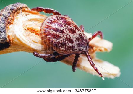 Tick, Dangerous Parasite And The Carrier Of Infection Sits On A Branch.