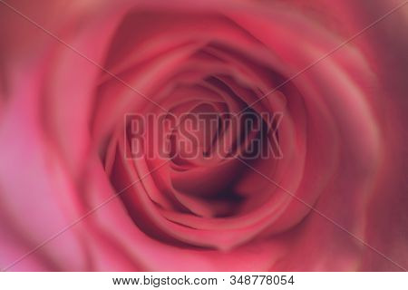 Charming Lovely Rose For Card, Close Up, Blurred