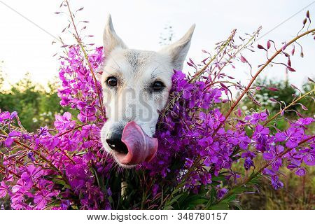 Furry Dog Near Bright Flowers At Nature