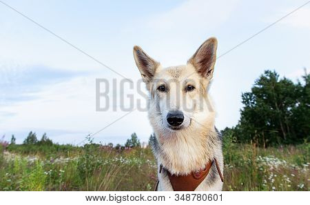 Obedient Dog Resting In Meadow In Nature