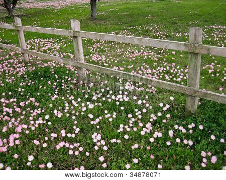 Poppy Field By The Fence