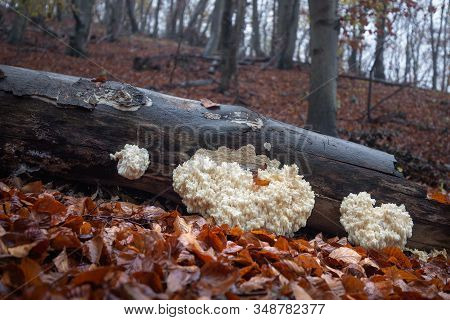 Edible Mushrooms Of Unusual Shape That Grow On A Tree Trunk