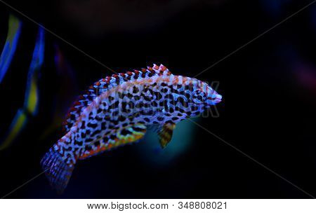 Black Spotted Leopard Wrasse Fish  - (macropharyngodon Meleagris)