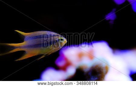 The Black And Gold Chromis - Neoglyphidodon Nigroris