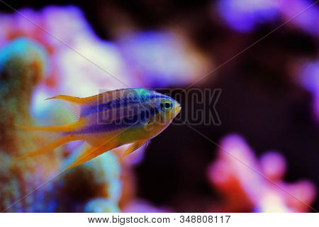 The Black And Gold Chromis - Neoglyphidodon Nigroris