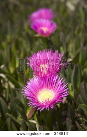 Lampranthus Spectabilis