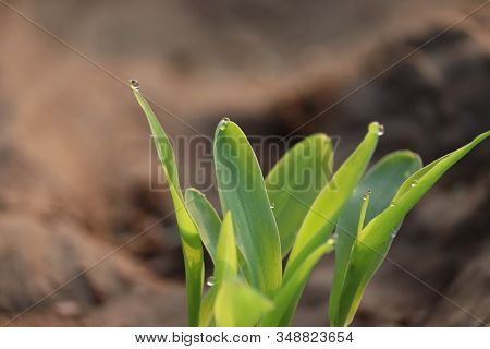 Close Up Of Corn Plants On Water Drop In The Morning , Plants In Nature,young Plant In Sunlight, Gro