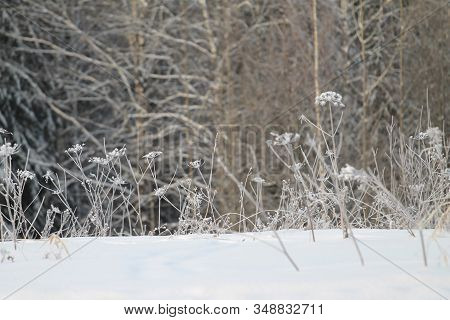 Wildflowers Covered Hoarfrost On Background Of Dark Trees. Stock Foto For Web, Print, Background And