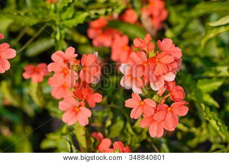 Crossandra Or Orange Flower In Indian Field