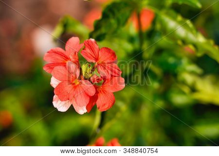 Crossandra Or Orange Flower In Indian Field