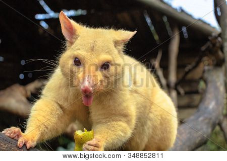 Closeup Of Funny And Cute Golden Brushtail Possum In Nature With The Tongue Hanging Out. It Is Found