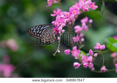 Blue And Black Tirumala Septentrionis, The Dark Blue Tiger Danaid Butterfly In Southeast Asia