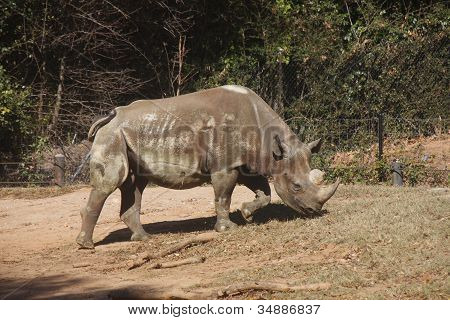 Nashorn Weiden bergauf