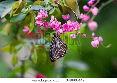 Blue And Black Tirumala Septentrionis, The Dark Blue Tiger Danaid Butterfly In Southeast Asia