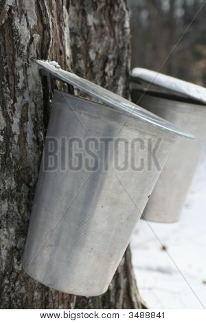 Indsamle Sap