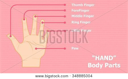 Anatomy Of Hand. Name Of Finger Or Toe And Other. Beautiful Color Background. Vector Illustration Ep