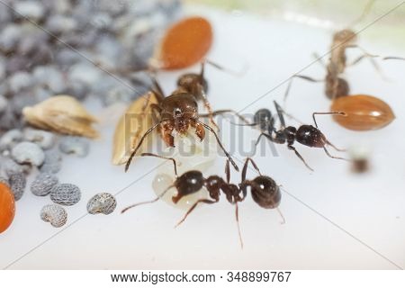 Young Brown Ant Messor Structor With A Larva