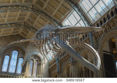 London, United Kingdom- June 2019: Blue Whale Skeleton Hanging From The Ceiling Of The Natural Histo