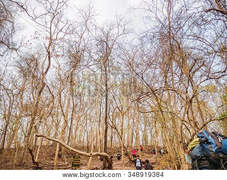 Loei/thailand-16 Feb 2019:unacquainted People Trekking To The Top Of The Phu Kradueng Mountain Natio