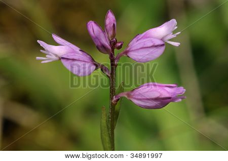 Milkwort ทั่วไป