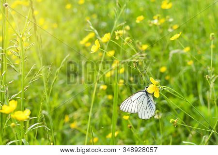 White Butterfly On Yellow Flower. A Cabbage White Pieris Rapae Butterfly Sitting On A Yellow Wildflo