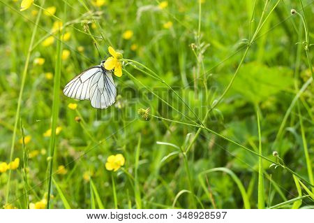White Butterfly On Yellow Flower. A Cabbage White Pieris Rapae Butterfly Sitting On A Yellow Wildflo