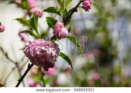 Branch Of Prunus Triloba (louiseania Ulmifolia) Blossoms. Spring Twig Of Almond Trilobate With Beaut