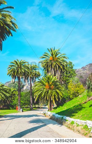 Runyon Canyon Park Hollywood Hill Hike View Palmtrees