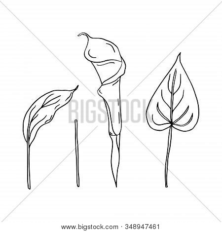 Calla Set Of Contour Drawings.calla Flower And Leaves.black And White Image.beautiful Flowers.flower