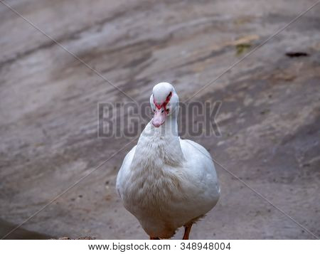 Moscovy Duck In The Madrid Retiro Public Park