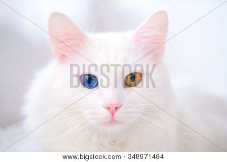 White Cat With Different Color Eyes. Turkish Angora. Van Kitten With Blue And Green Eye Lies On Whit