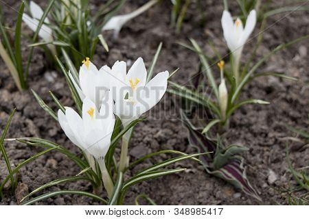 White Snowdrop Flower Blossomed. Spring Is A New Life. Scientific Name Crocus Flavus Weston