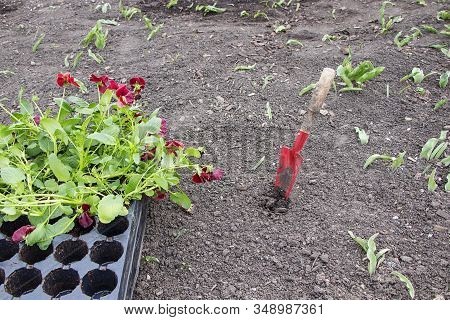 A Red Pansy Flower Is Planted In A Flower Bed. Spring Is A New Life, Seedlings. Scientific Name Viol