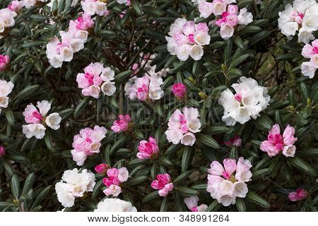 Big Azalea Or Rhododendron In Garden. Season Of Flowering Azaleas (rhododendron) At Botanical Garden