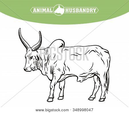 Color Bull Drawn By Hand. Livestock. Cattle. Animal Grazing