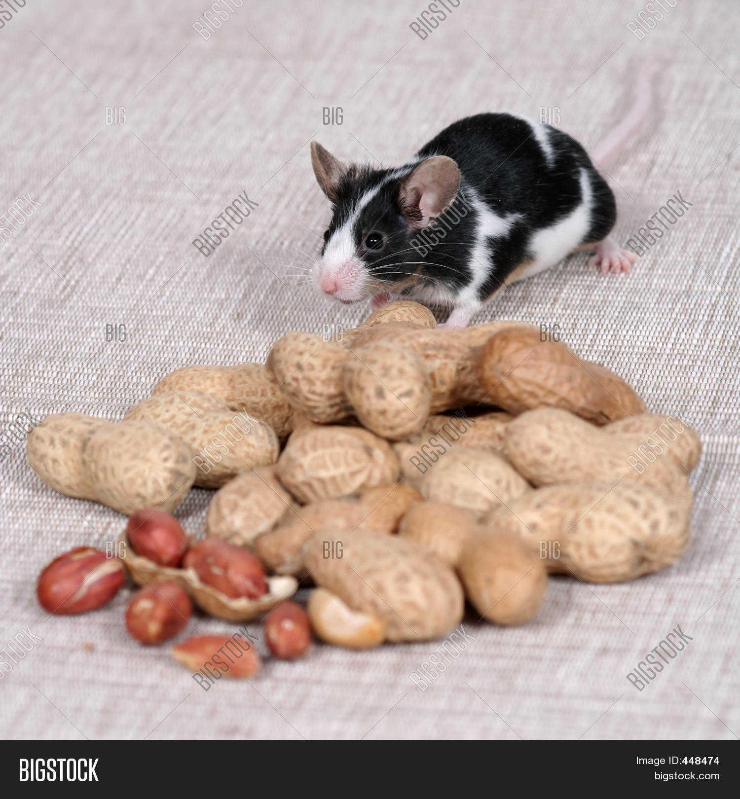 Орехи похожие на большую гречку. Можно котам арахис. Можно ли котам арахис. Можно котам арахис. Орешки арахис.