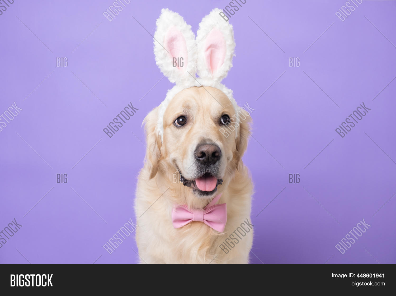 Dog Rabbit Costume Image & Photo (Free Trial) | Bigstock