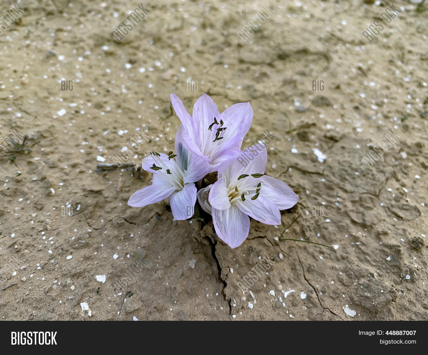 Flowering Colchicium ( Image & Photo (Free Trial) | Bigstock