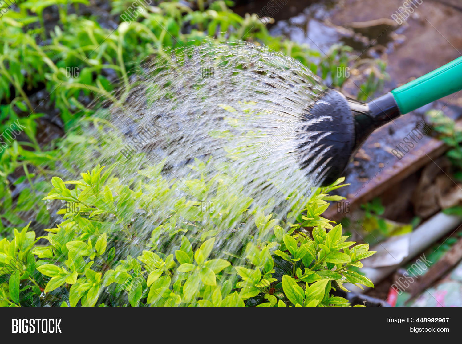 Watering Boxwood Image & Photo (Free Trial) Bigstock