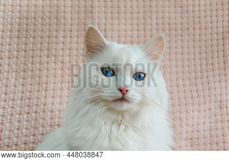 Cute White Angora Cat With Beautiful Blue Eyes Is Sitting On Sofa And Looking Straight Ahead