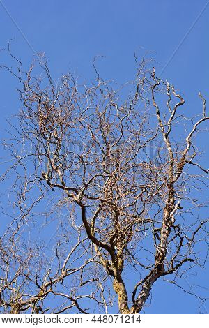 Dragons Claw Willow Bare Branches Against Blue Sky