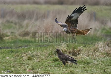 Red Kite (milvus Milvus) Flying Low To Pick Up Food At Gigrin Farm In Wales, United Kingdom. Buzzard