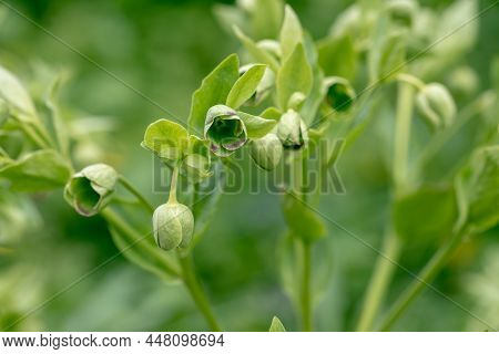 Helleborus Foetidus Grows And Blooms In The Garden In Spring