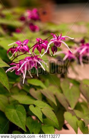 Epimedium Fukujuji Close Up Flowered Pink Blossoms In The Garden In Spring