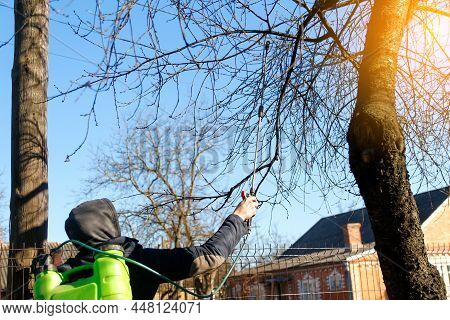 Fumigating Pesti, Pest Control. Defocus Farmer Man Spraying Tree With Manual Pesticide Sprayer Again