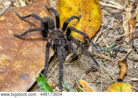Big And Scary Danger Tarantula Spider Walking And Hunting On The Ground At Night. Tarantula (sericop